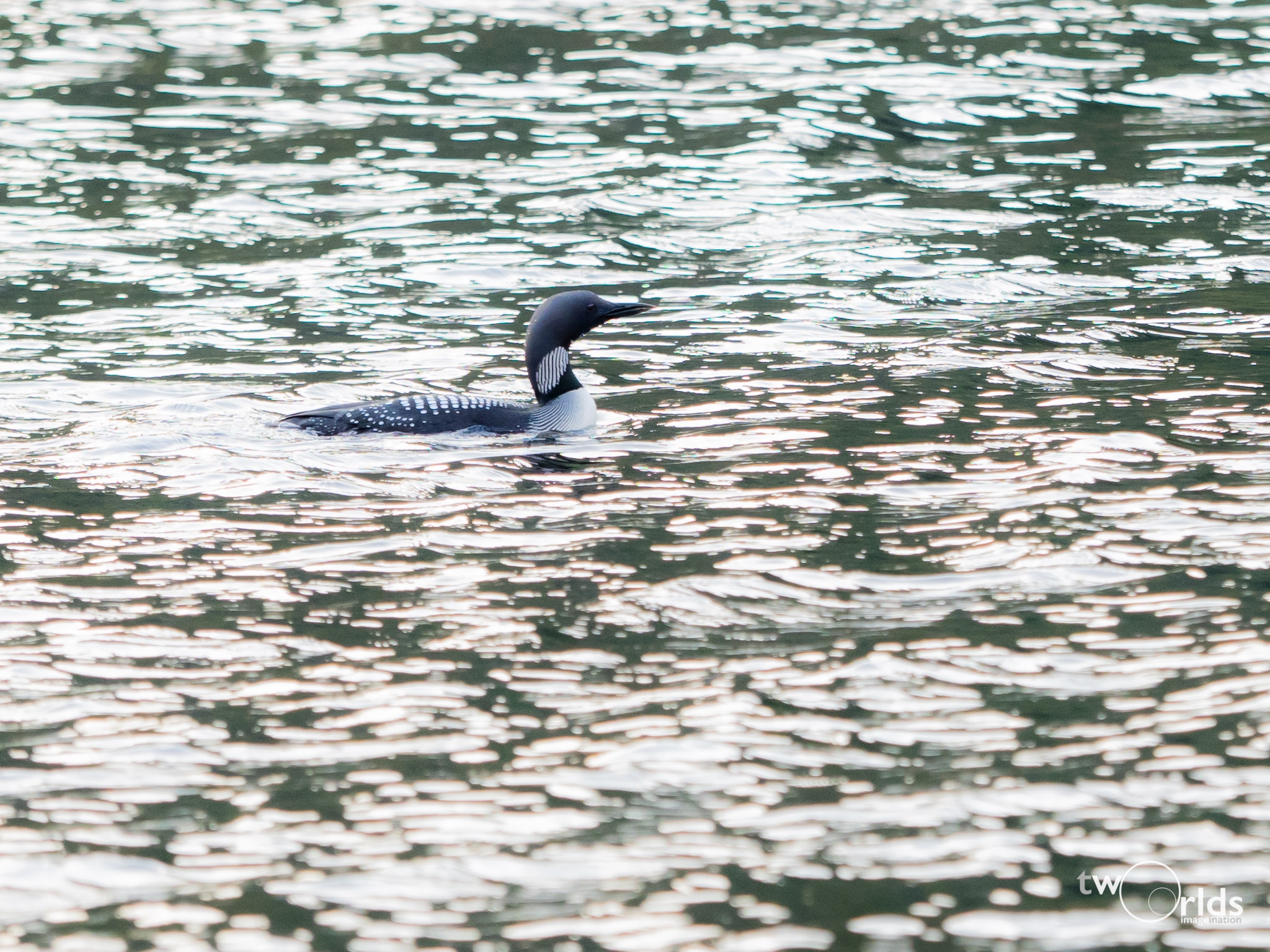 Black-Throated Diver